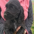 Chiot Cocker Anglais Spaniel  vendre au prix de 1500  vaccin et identifi.