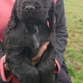 Chiot d'apparence de race Cocker Anglais Spaniel  adopter.