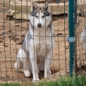 Chien Husky Sibérien proposé par l’élevage des pipettechorizo.