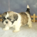 Chiot Shih Tzu de race  en région Normandie.