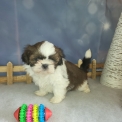 Chiot Shih Tzu de race  en région Normandie.