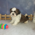 Chiot Shih Tzu de race – prix 1500 €.