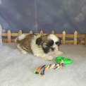 Chiot Shih Tzu de race – prix 1500 €.