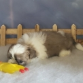 Chiot Shih Tzu de race – prix 1800 €.