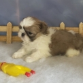 Chiot Shih Tzu de race  en région Normandie.