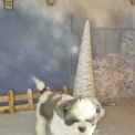 Shih Tzu disponible dans l'Orne