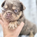 Chien Bouledogue Français proposée par l’élevage domaine de demeter.