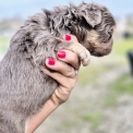 Chiot Bouledogue Français sans pedigree  en région Nouvelle-Aquitaine.