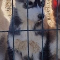 Adoption chiot Husky Sibérien au prix de 680 €