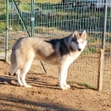 Chiot Husky Sibérien sans pedigree – prix 500 €.