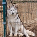 Chiot Husky Sibérien sans pedigree – prix 500 €.