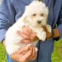 Chiot Coton de Tulear à adopter au prix de 1400 €