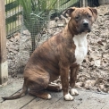 American Staffordshire Terrier disponible en Sane-et-Loire