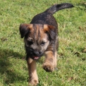 Adoption chiot Border Terrier au prix de 1300 €