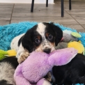 Setter Anglais chiot vendu 800 €