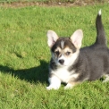 Adoption chiot Welsh Corgi Pembroke au prix de 1800 €