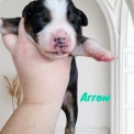 Chiot d'apparence de race Berger amricain miniature  adopter.