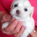 Chiot Coton de Tulear sans pedigree  en région Bourgogne-Franche-Comté.