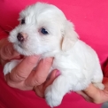 Chiot Coton de Tulear sans pedigree – prix 1400 €.