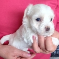 Chiot Coton de Tulear sans pedigree  en région Bourgogne-Franche-Comté.