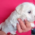 Chiot Coton de Tulear sans pedigree  en région Bourgogne-Franche-Comté.