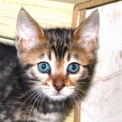 Chat Chat Bengal proposé par l’élevage CHATTERIE ISAYANN.