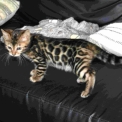 Chaton Chat Bengal de race – prix 1200 €.