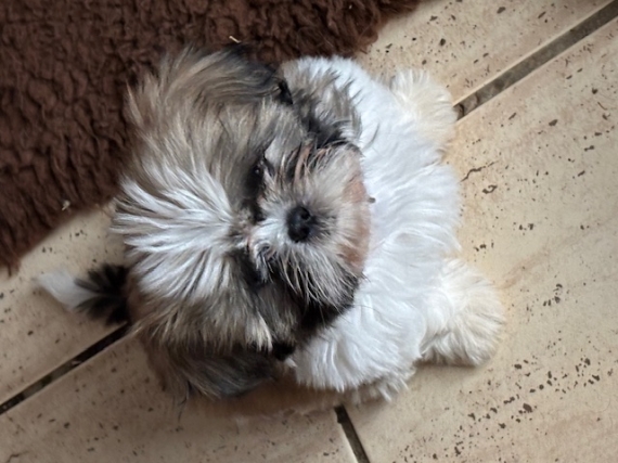 Petit mâle Shih Tzu né le 18/11/2024 est proposé – vendu 1600 €.