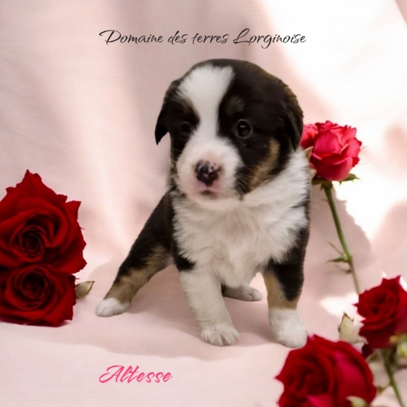 Petite femelle Berger amricain miniature ne le 17/01/2025 est propose  vendue 1300 .