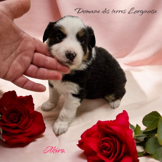 Petite femelle Berger amricain miniature ne le 17/01/2025 est propose  vendue 1300 .