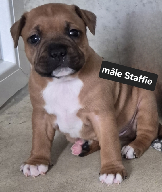 Petit mâle StaffordShire Bull Terrier né le 22/01/2025 est proposé – vendu 1600 €.