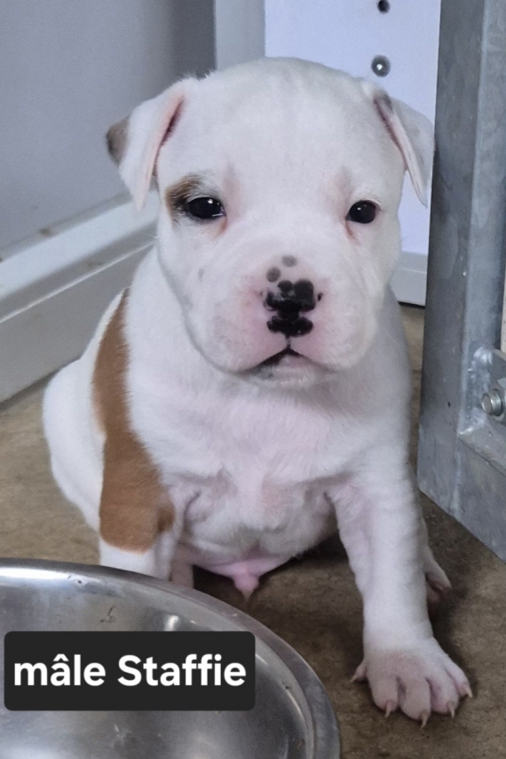 Petit mâle StaffordShire Bull Terrier né le 22/01/2025 est proposé – vendu 1600 €.