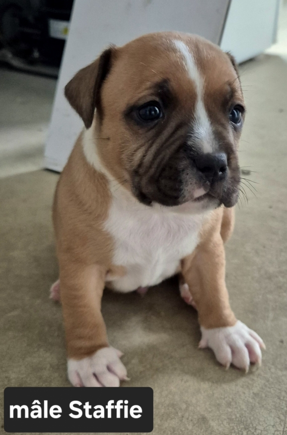 Petit mâle StaffordShire Bull Terrier né le 22/01/2025 est proposé – vendu 1600 €.