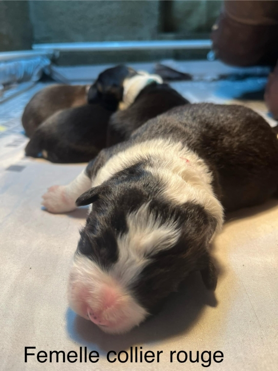 Petite femelle Border Collie née le 14/02/2025 est proposée – vendue 1200 €.