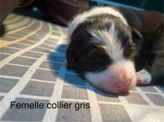 Petite femelle Border Collie née le 14/02/2025 est proposée – vendue 1200 €.