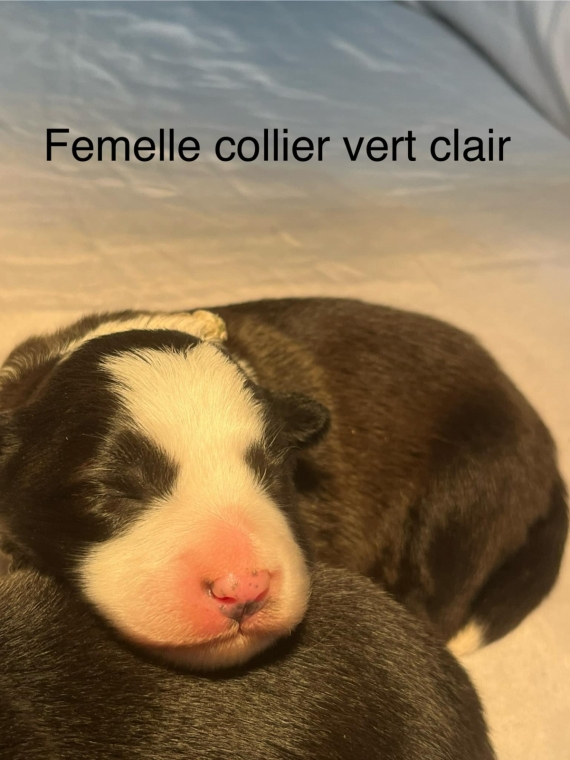 Petite femelle Border Collie née le 14/02/2025 est proposée – vendue 1200 €.