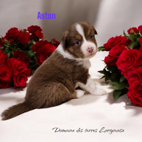 Petit mle Berger amricain miniature n le 17/01/2025 est propos  vendu 1200 .