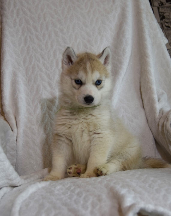 Petit mâle Husky Sibérien né le 05/12/2024 est proposé – vendu 950 €.