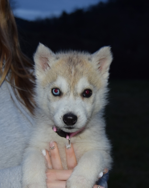 Petite femelle Husky Sibrien ne le 05/12/2024 est propose  vendue 1250 .