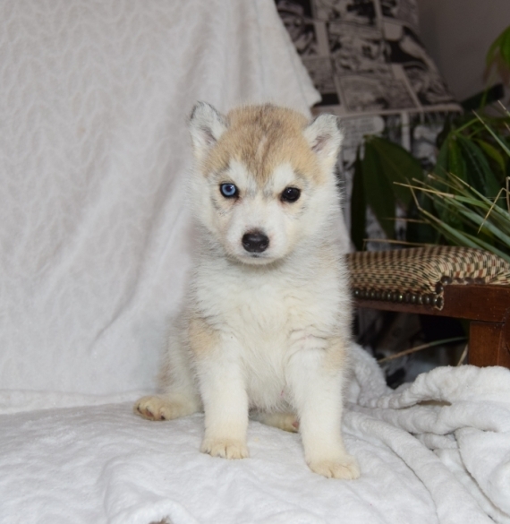 Petite femelle Husky Sibérien née le 05/12/2024 est proposée – vendue 1250 €.