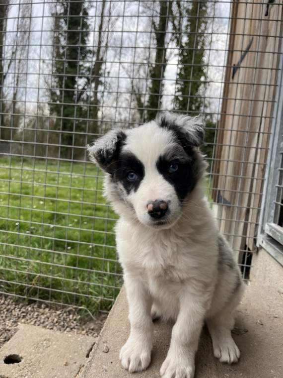 Petit mâle Border Collie né le 27/12/2024 est proposé – vendu 960 €.