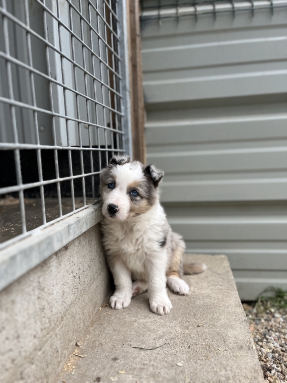 Petite femelle Border Collie née le 04/01/2025 est proposée – vendue 960 €.