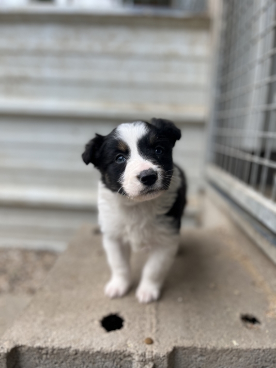 Petite femelle Border Collie née le 04/01/2025 est proposée – vendue 760 €.