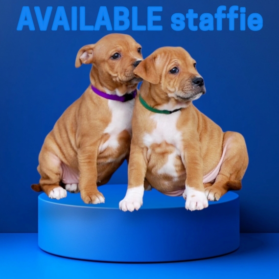 Petit mâle StaffordShire Bull Terrier né le 12/12/2024 est proposé – vendu 1200 €.