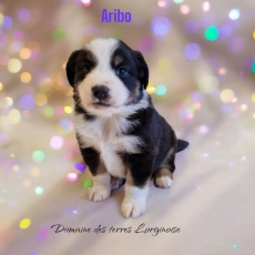 Chiot d'apparence de race Berger amricain miniature  adopter.