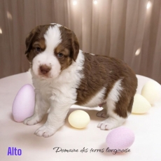 Chiot Berger amricain miniature  vendre au prix de 1200  vaccin et identifi.