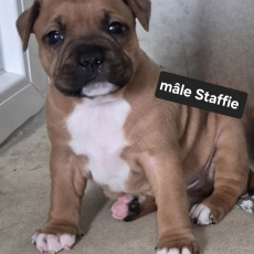 Chiot StaffordShire Bull Terrier  vendre au prix de 1600  vaccin et identifi.