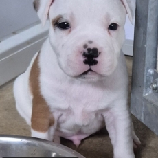 Chiot StaffordShire Bull Terrier  vendre au prix de 1600  vaccin et identifi.