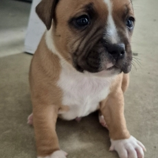 Chiot StaffordShire Bull Terrier  vendre au prix de 1600  vaccin et identifi.