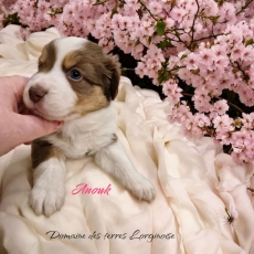 Chiot d'apparence de race Berger amricain miniature  adopter.